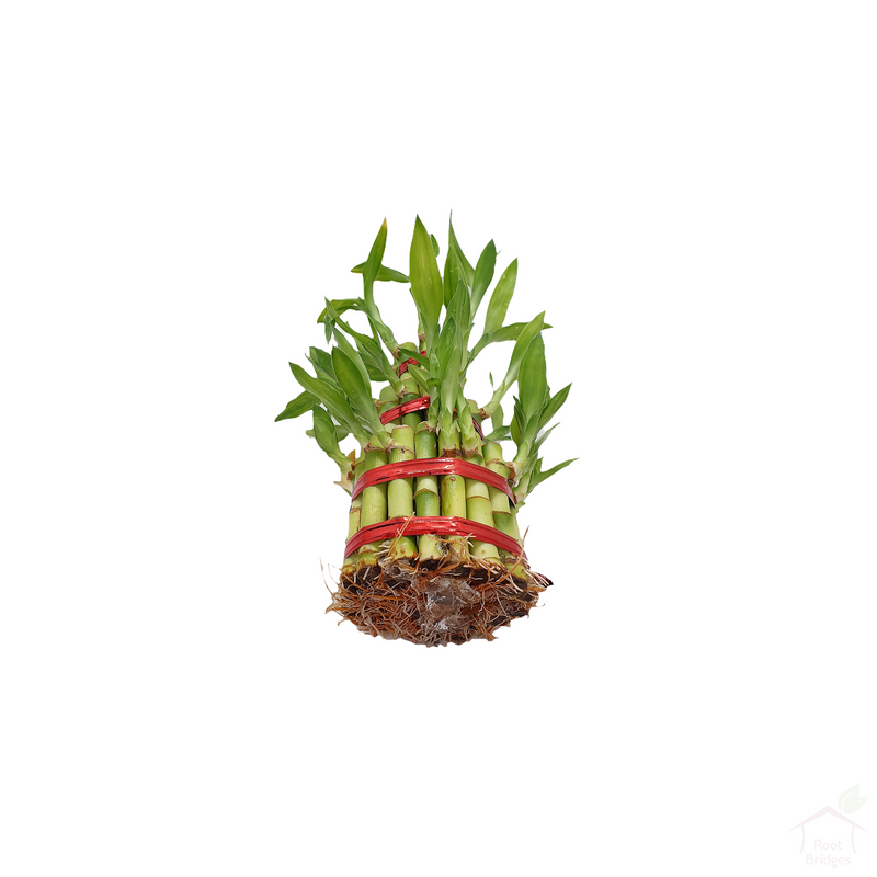 Three-Layer Lucky Bamboo Feng Shui Plant-Foliage Plants-Root Bridges