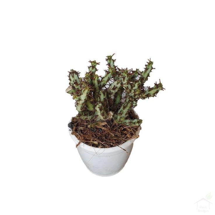 Euphorbia Aeruginosa-Succulent-Root Bridges