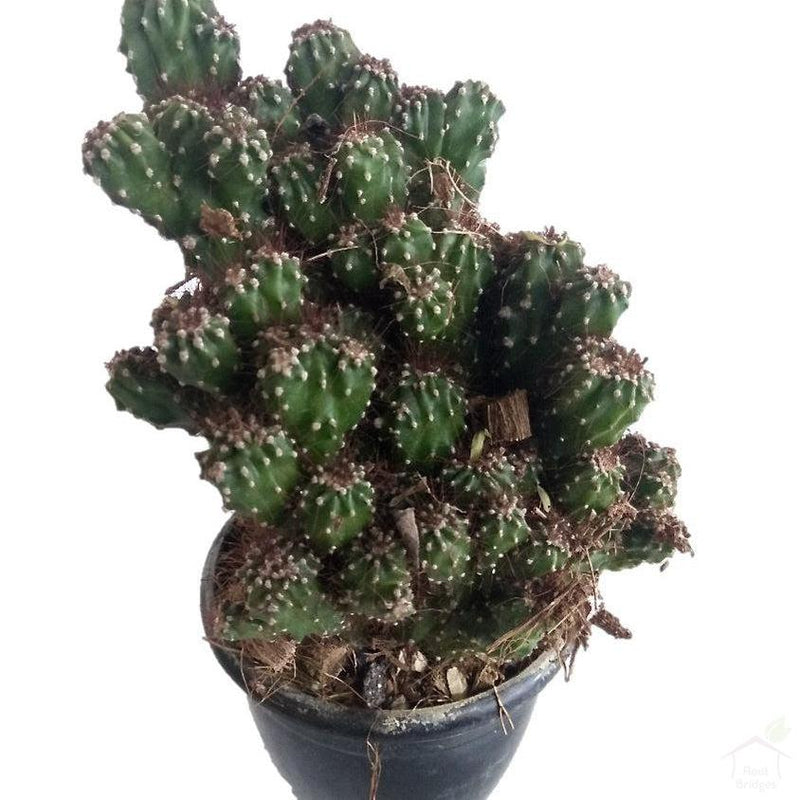 Cereus Peruvianus Monstrose Cactus Plant-Succulent-Root Bridges