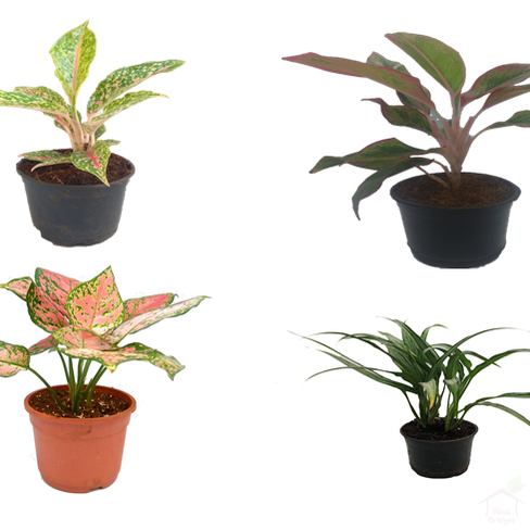 Aglaonema Indoor Plant (Pack of 4)-Root Bridges