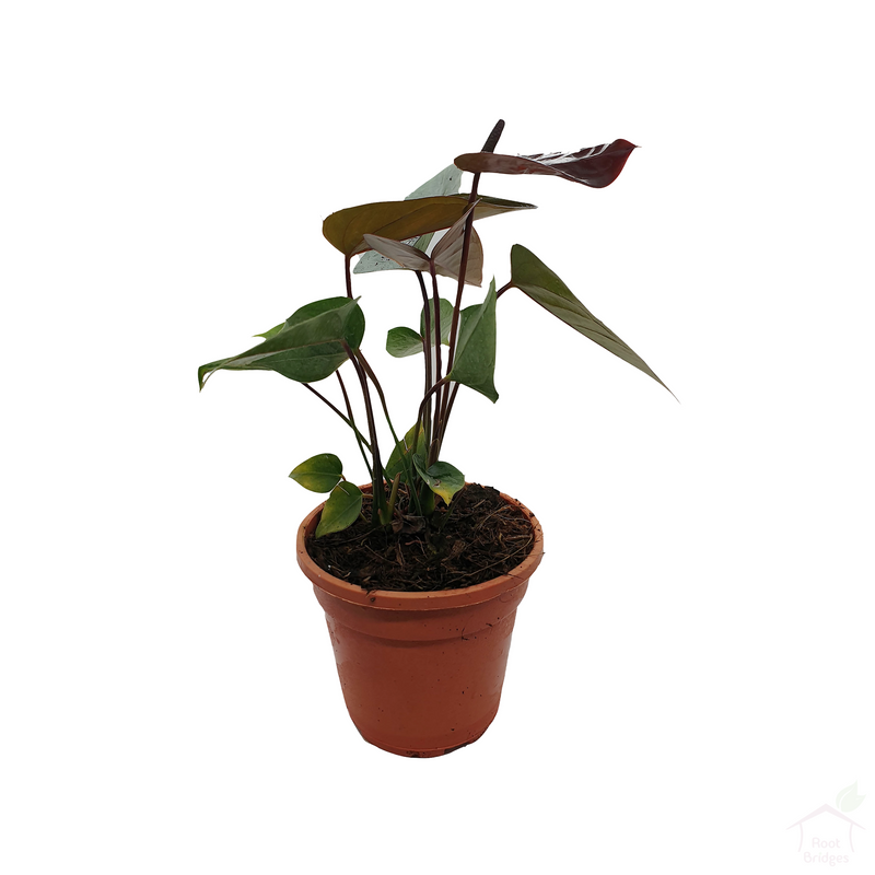Anthurium-Flowering Plants-Root Bridges