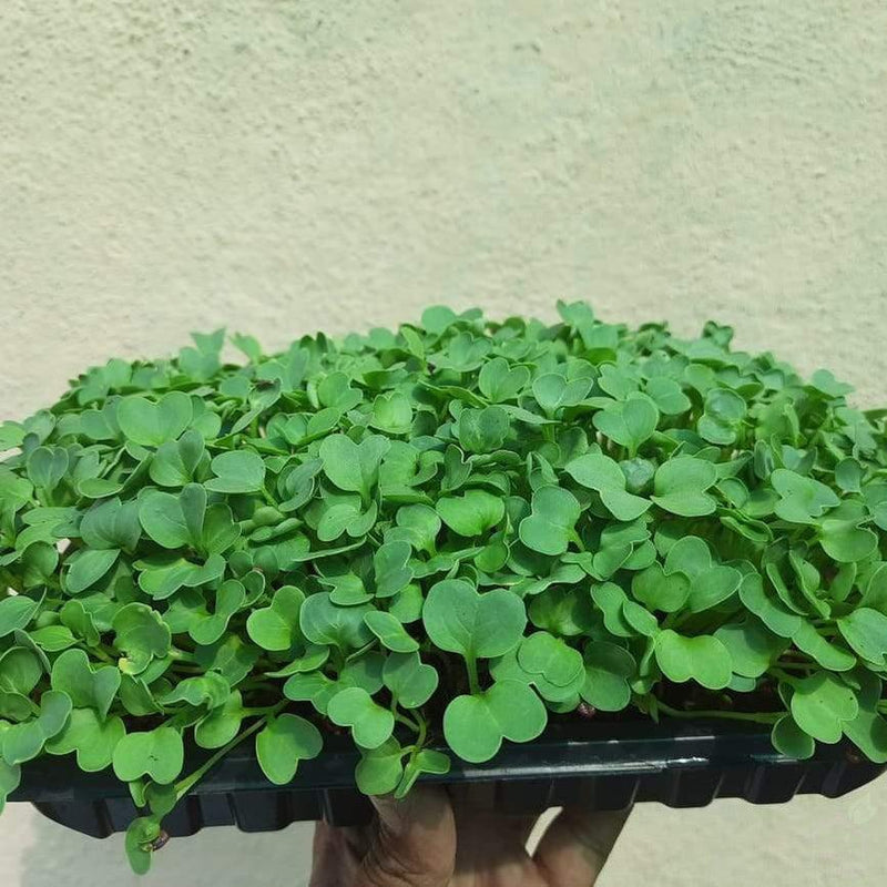 Microgreens Grow Kit-Seeds-Root Bridges