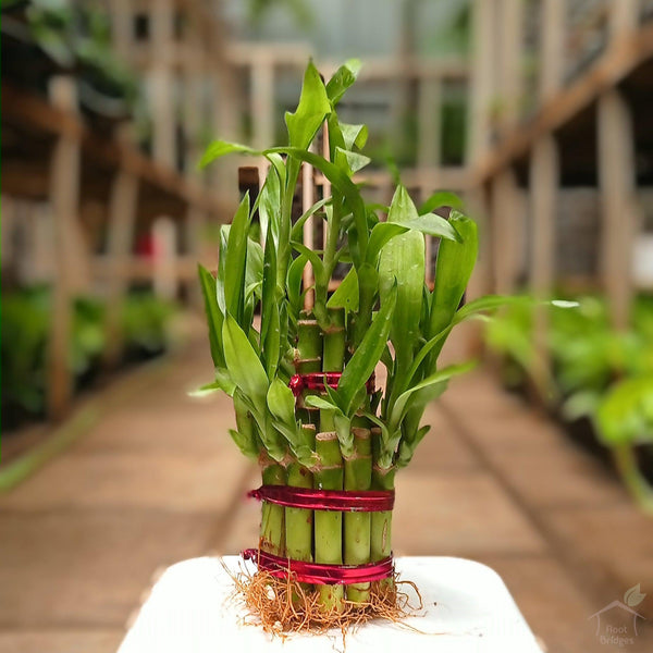 Two-Layer Lucky Bamboo Feng Shui Plant-Foliage Plants-Root Bridges