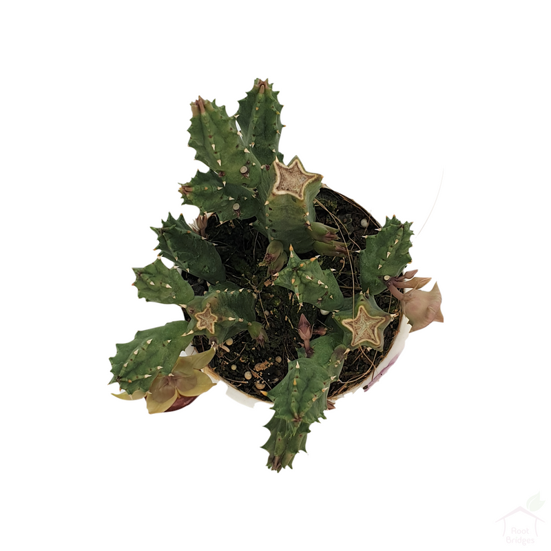 Lifesaver Cactus-Succulent-Root Bridges