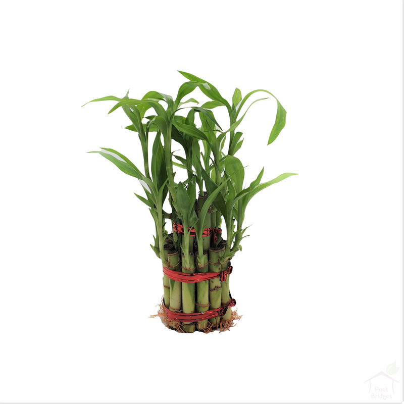 Two-Layer Tall Lucky Bamboo Feng Shui Plant-Foliage Plants-Root Bridges