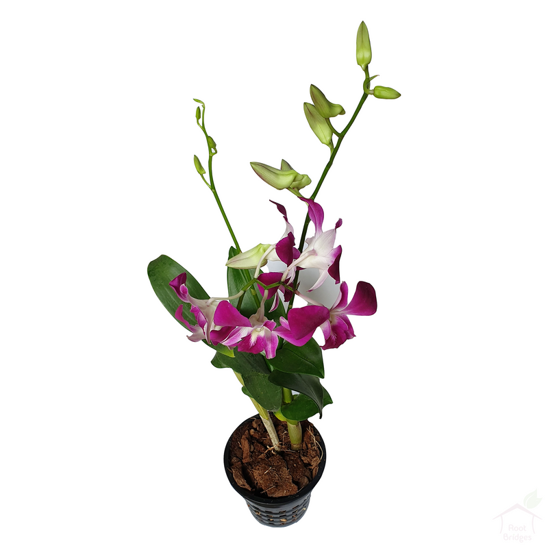 Dendrobium Sonia Orchid-Flowering Plants-Root Bridges