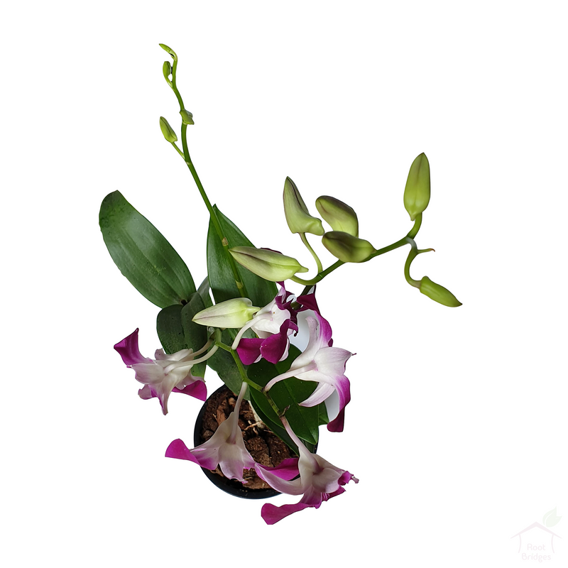 Dendrobium Sonia Orchid-Flowering Plants-Root Bridges