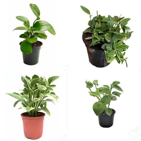 Peperomia Succulent Plants (Pack 4 ) (Pots Included)-Succulent-Root Bridges