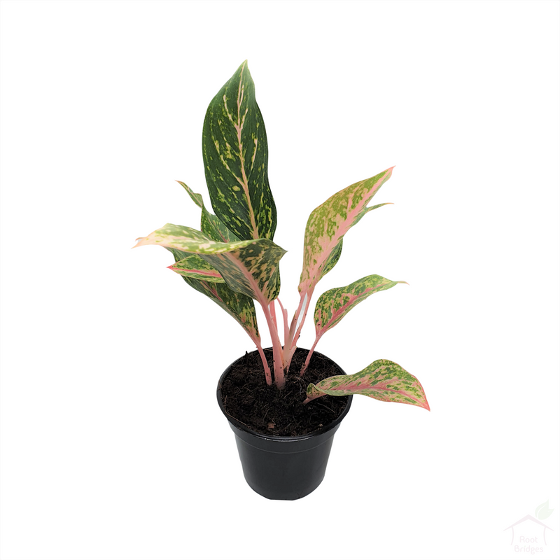 Pink Stem Aglaonema-Foliage Plants-Root Bridges