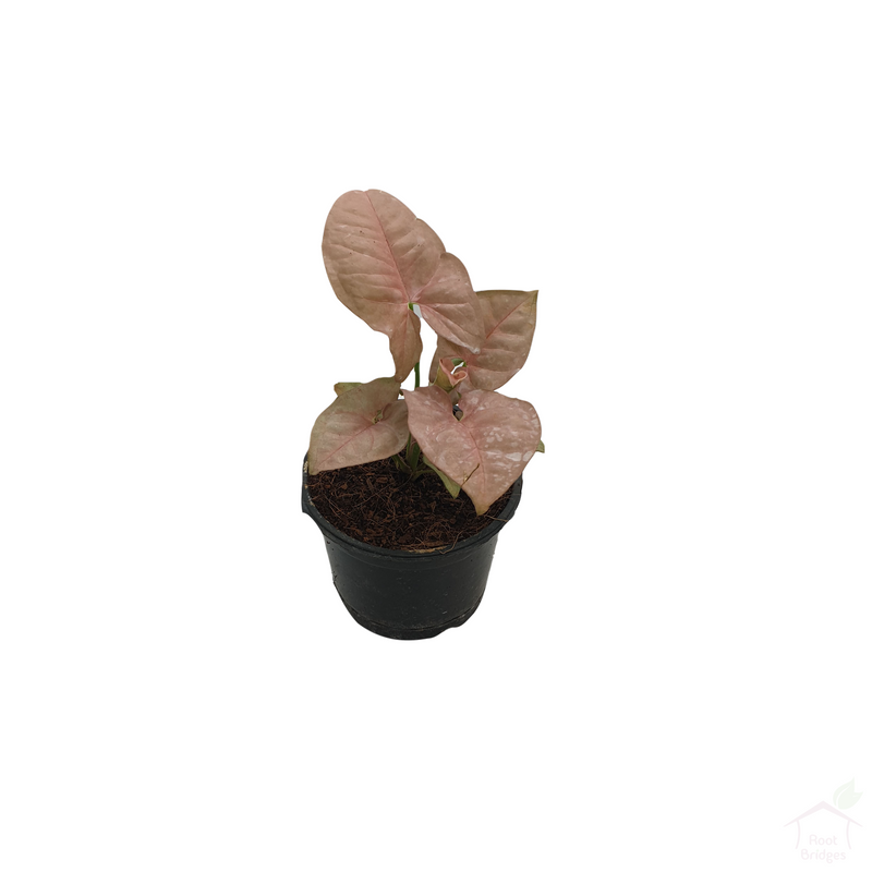 Pink Syngonium-Foliage Plants-Root Bridges