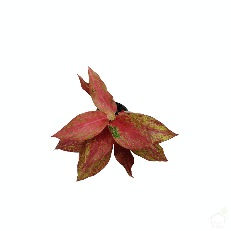 Red Ruby Aglaonema-Foliage Plants-Root Bridges