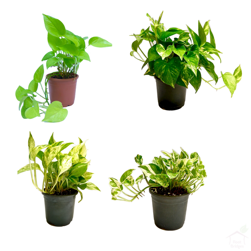 Money Plant Pack (4 Plants)-Foliage Plants-Root Bridges