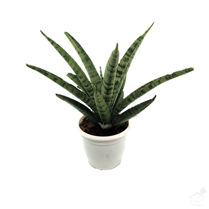 Snake Plant 'Silver Steel' | Buy Unique Snake Plants - Root Bridges