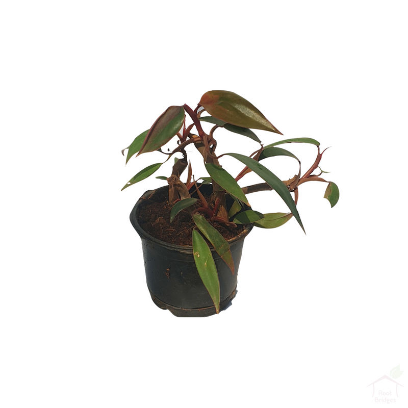 Philodendron Red King-Foliage Plants-Root Bridges
