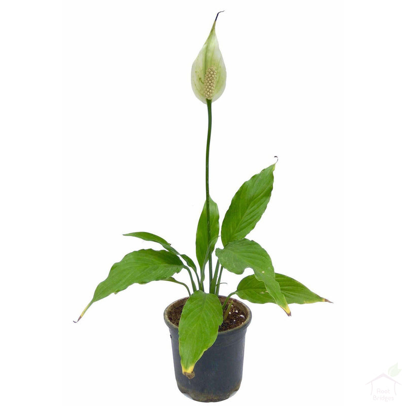 Flowering Plants 4" Plastic Peace Lily