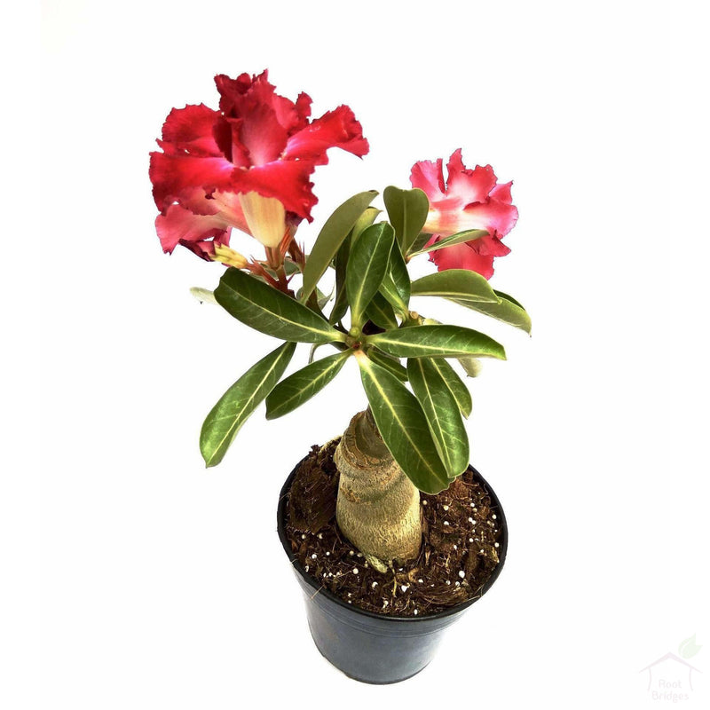 Adenium (Assorted Colours) - Flowering Plants - Root Bridges | Buy Plants Online
