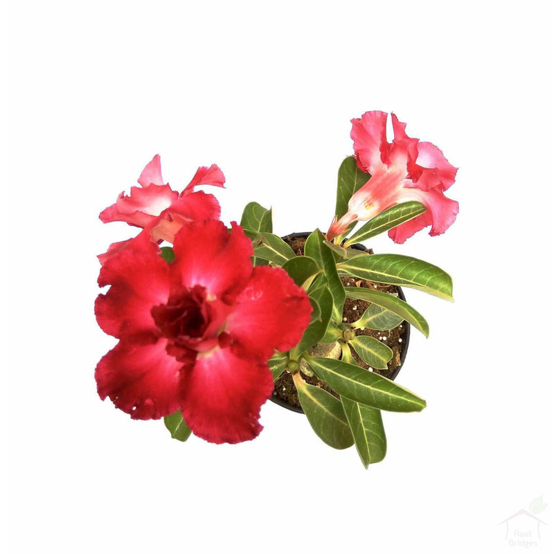 Flowering Plants Adenium (Assorted Colours)