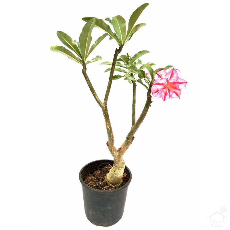 Flowering Plants Adenium (Assorted Colours)