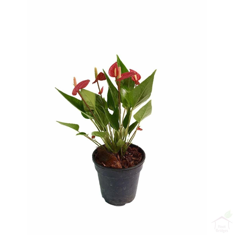 Flowering Plants Anthurium