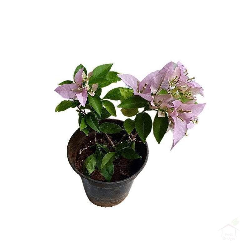 Flowering Plants Bougainvillia (Assorted Colours)