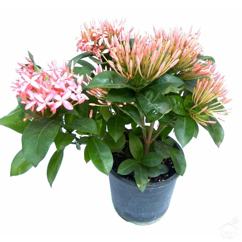 Flowering Plants Ixora