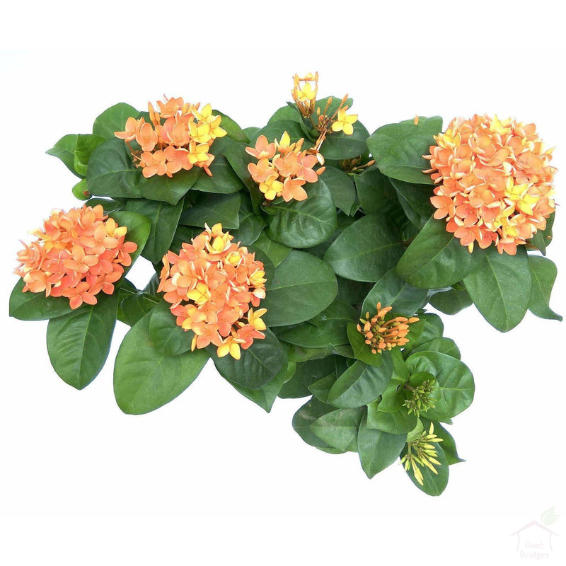 Flowering Plants Orange Ixora