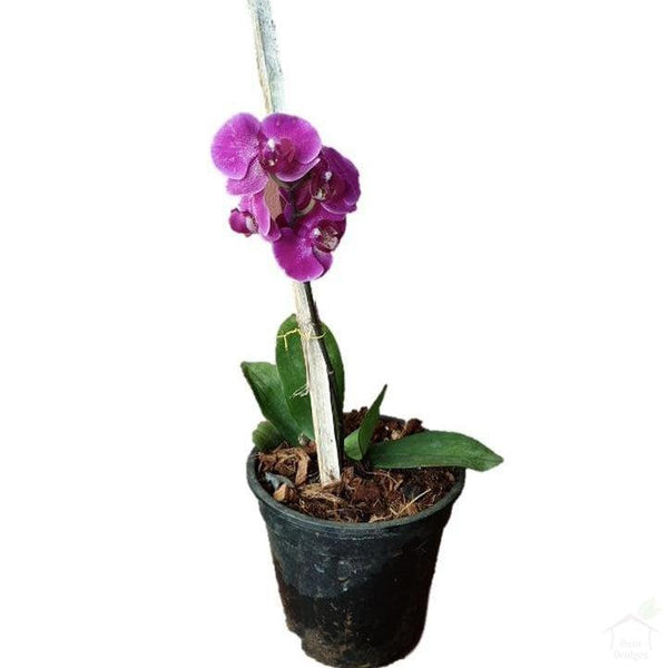 Flowering Plants Pink Phalaenopsis Moth Orchid
