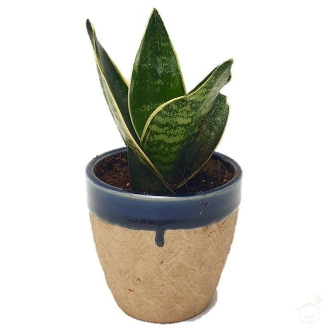 Foliage Plants 3.5" Blue Ceramic Pot Snake Plant Compacta