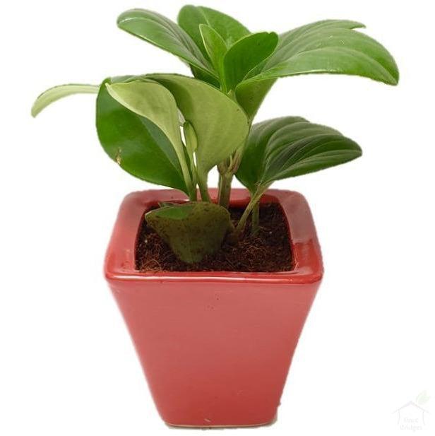 Foliage Plants 3.5" Square Ceramic Pot Green Peperomia Succulent Plant