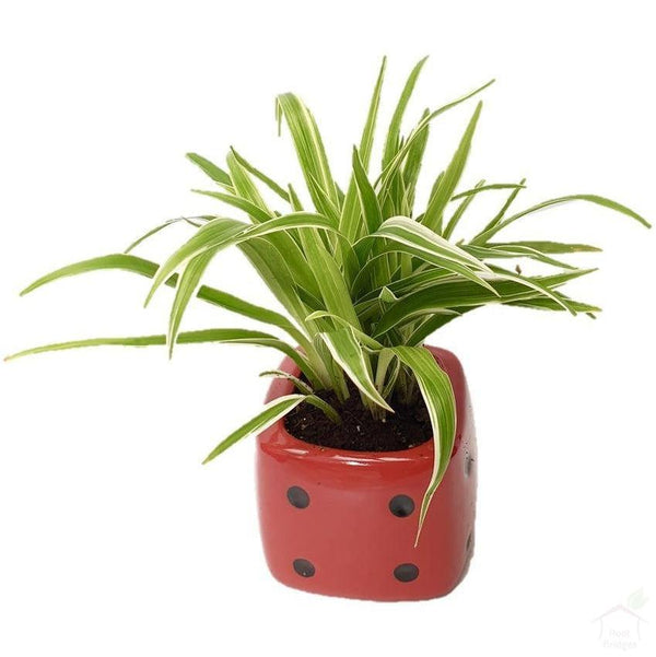Foliage Plants 3.75" Dice Red Pot Spider Plant