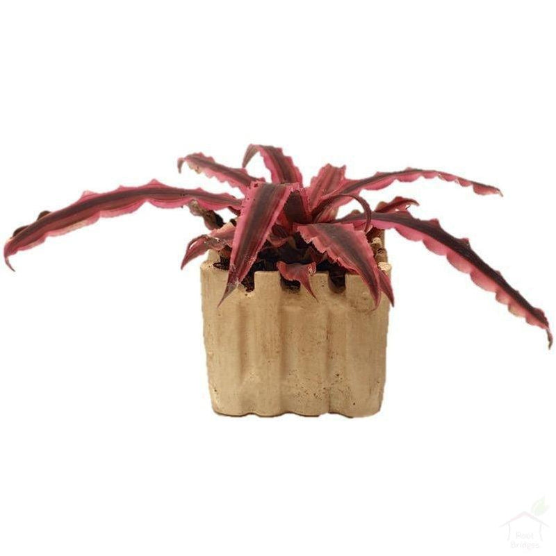 Foliage Plants 3.75" Fence Ceramic Pot Red Cryptanthus