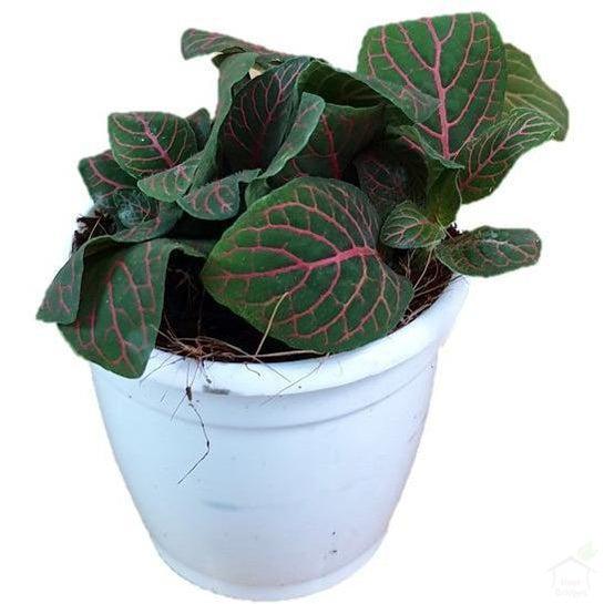 Foliage Plants 3" Plastic Pot Red Fittonia Plant