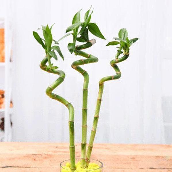 Foliage Plants 30 cm Spiral Lucky Bamboo Stick (Pack of 3)