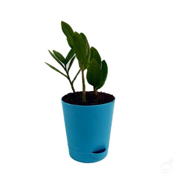 Foliage Plants 4" Blue Self Watering Pot ZZ Plant