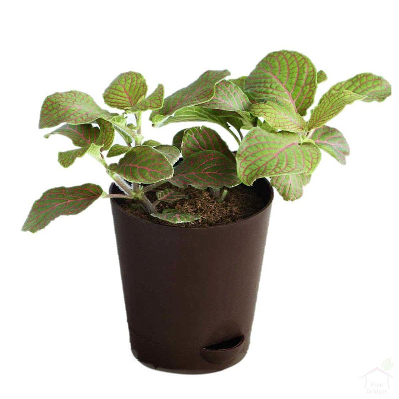 Foliage Plants 4" Brown Self Watering Pot Red Fittonia Plant