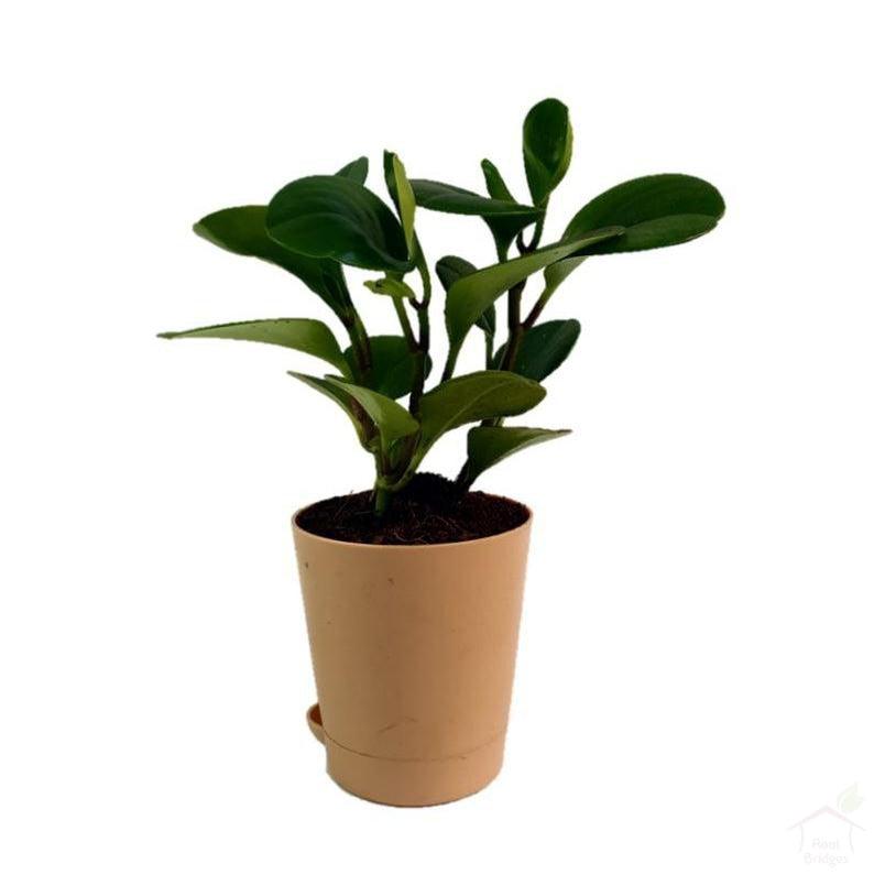 Foliage Plants 4" Camel Self Watering Pot Green Peperomia Succulent Plant