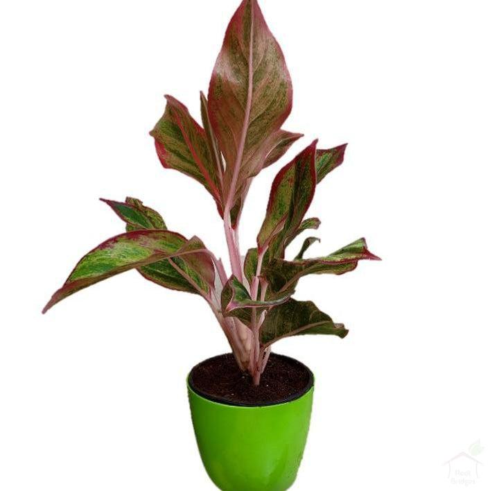 Foliage Plants 4" Green Valencia Pot Lipstick Aglaonema Indoor Plant