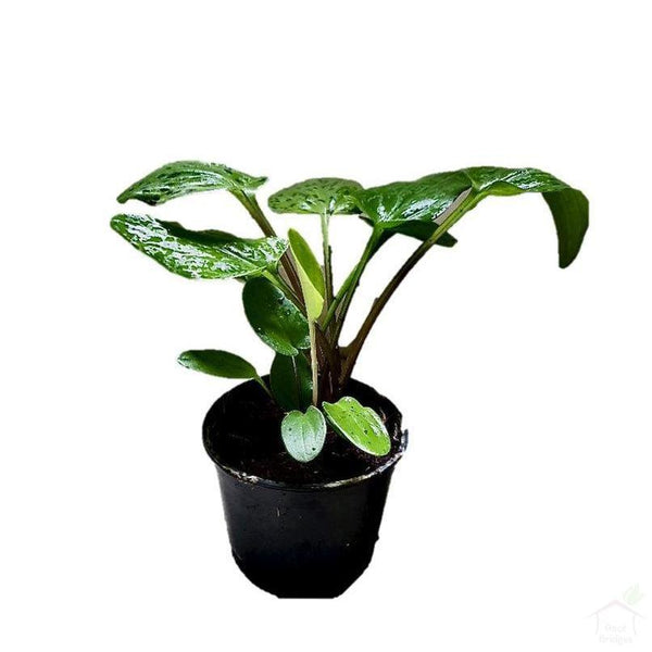 Foliage Plants 4" Plastic Pot African Hosta Plant