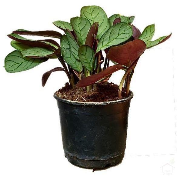 Foliage Plants 4" Plastic Pot Ctenanthe Amagris Never Never Plant