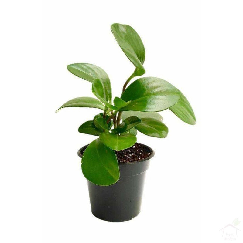 Foliage Plants 4" Plastic Pot Green Peperomia Succulent Plant