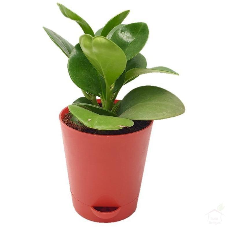 Foliage Plants 4" Red Self Watering Pot Green Peperomia Succulent Plant