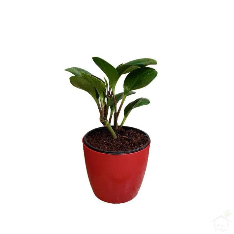 Foliage Plants 4" Red Valencia Pot Green Peperomia Succulent Plant