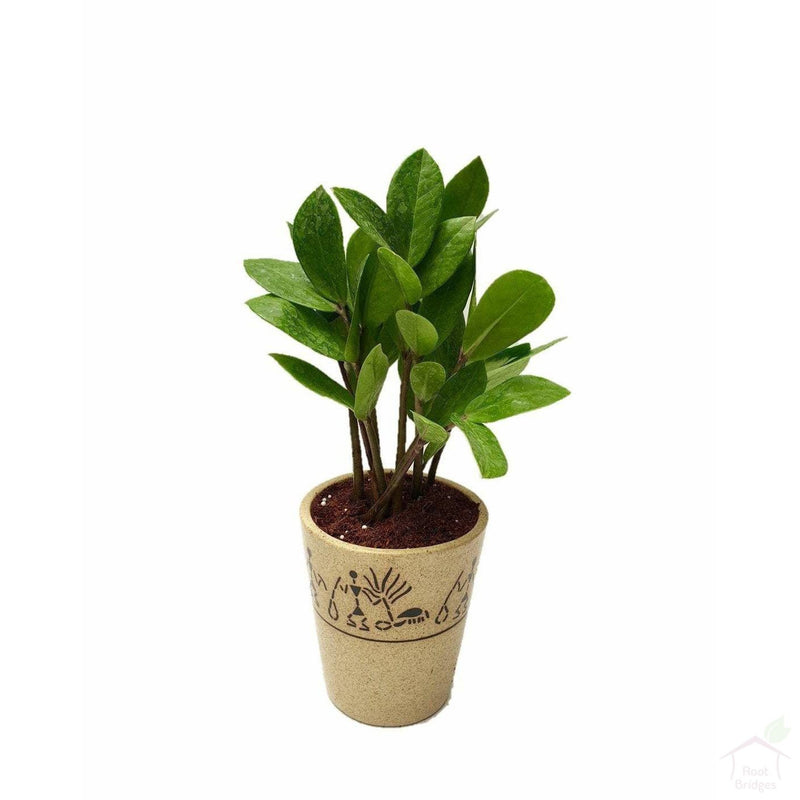 Foliage Plants 5" Warli Ceramic Pot ZZ Plant