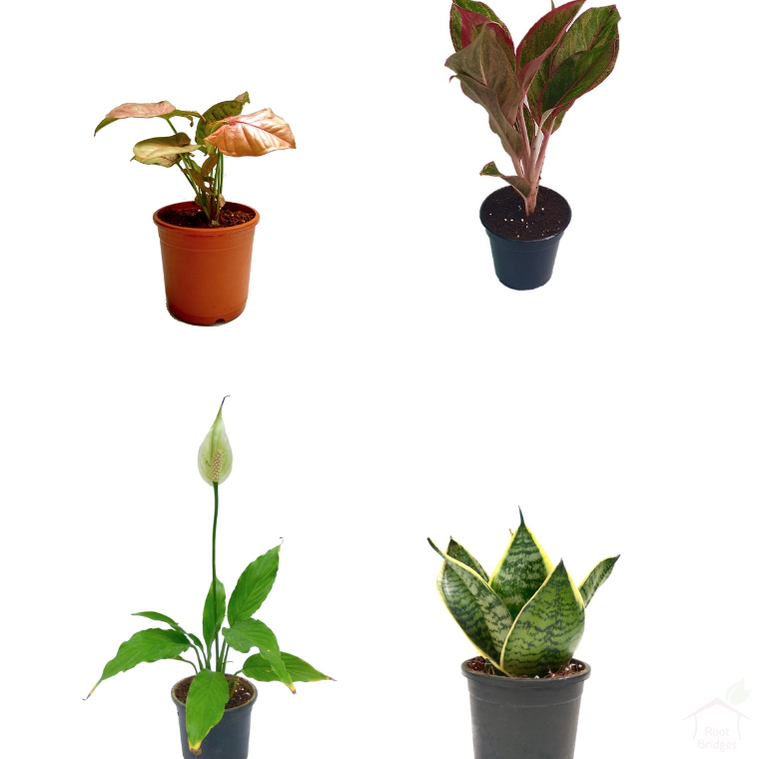 Foliage Plants Air Purifier Plant Pack (4 Plants)