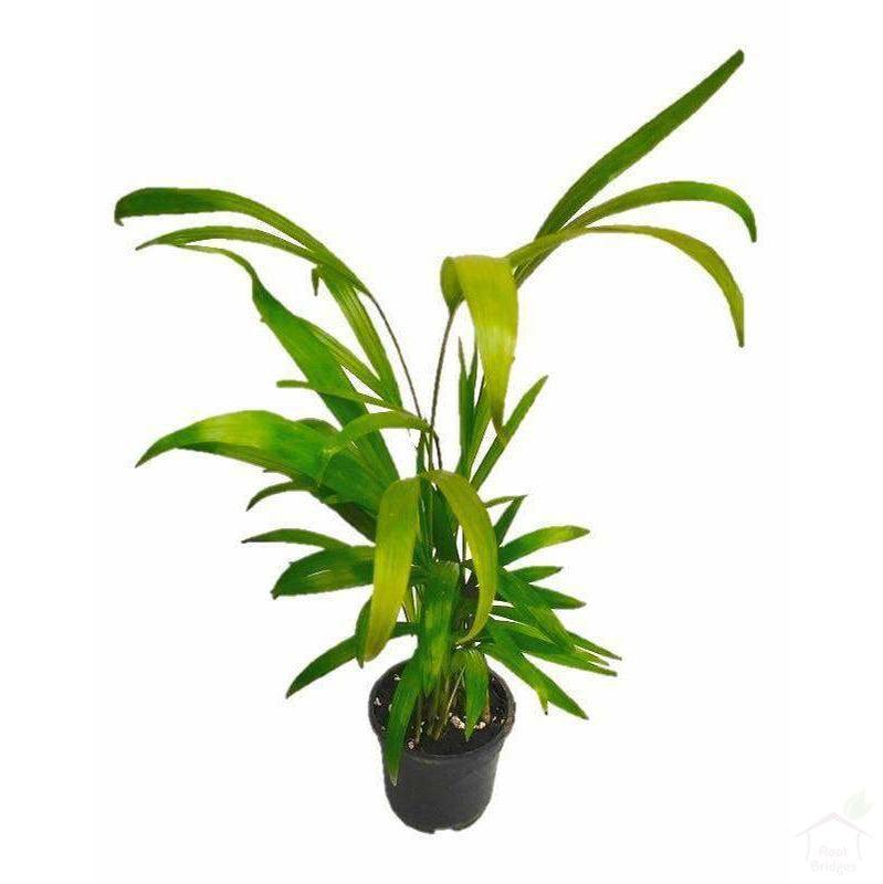 Foliage Plants Areca Palm Indoor Clean Air Plant