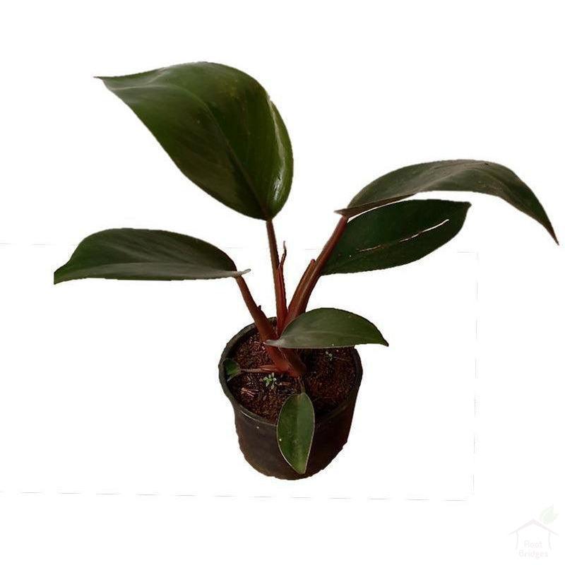 Foliage Plants Black Philodendron Red Emerald