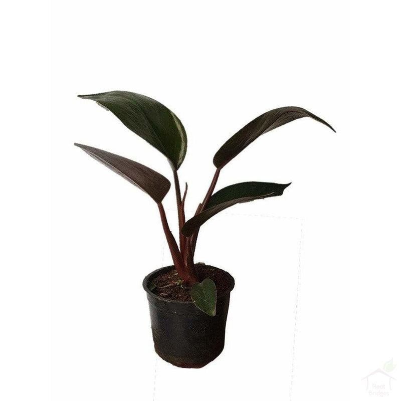 Foliage Plants Black Philodendron Red Emerald