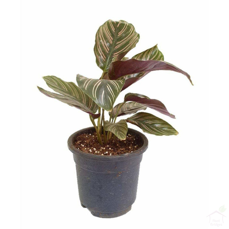 Foliage Plants Calathea Ornata Plant