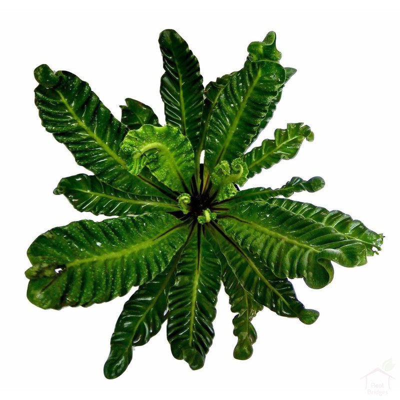 Foliage Plants Curly Fern Exotic Indoor Plant