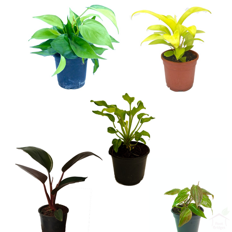 Foliage Plants Philodendron Plant Pack (5 Plants)